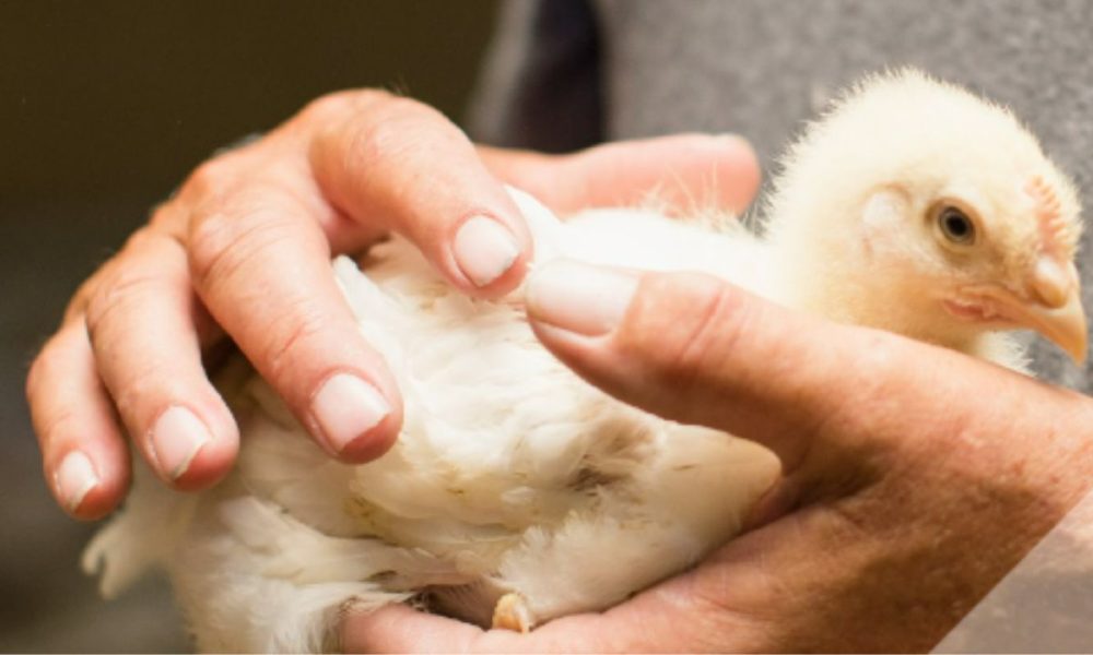 volailles,gouvernement,accord,Mexique,impact,économique,modèle,locaux,rurales,maintien