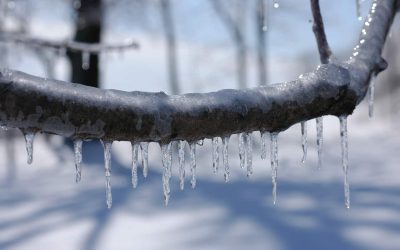 branche recouverte de glace