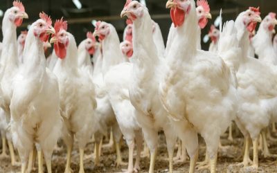Article: Les éleveurs de volailles ont besoin d’engagements politiques pour éviter de battre de l’aile 