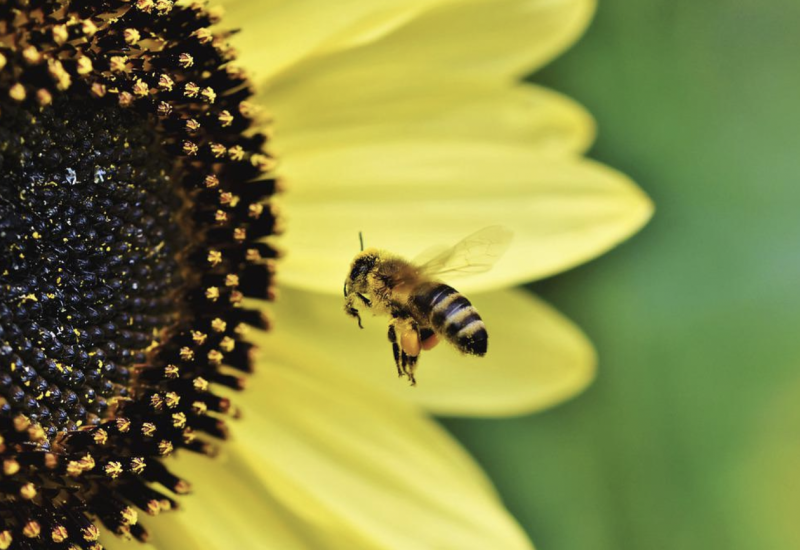 Des solutions pour sauver les colonies d’abeilles