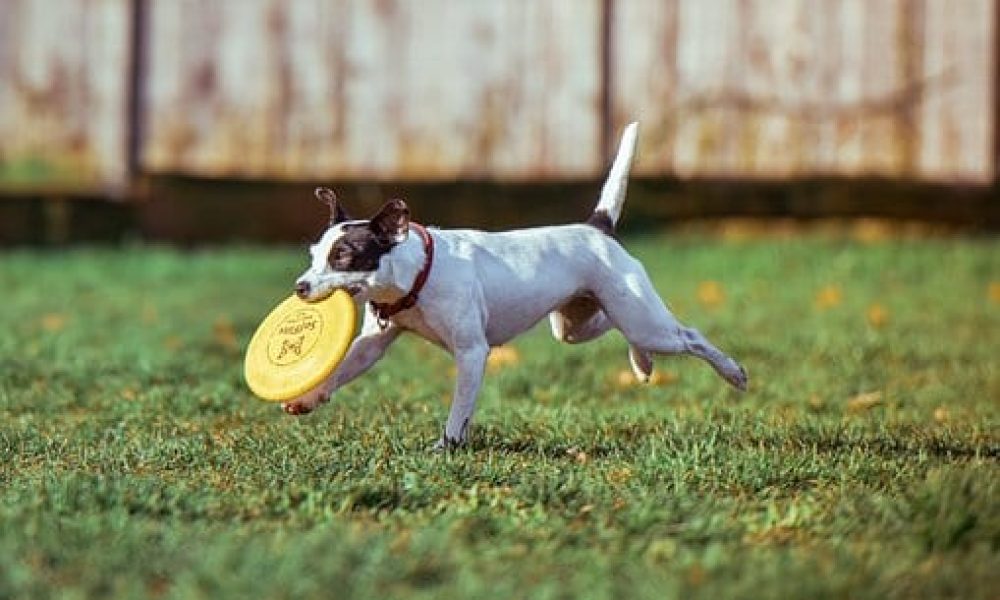 adorable-1849992__340