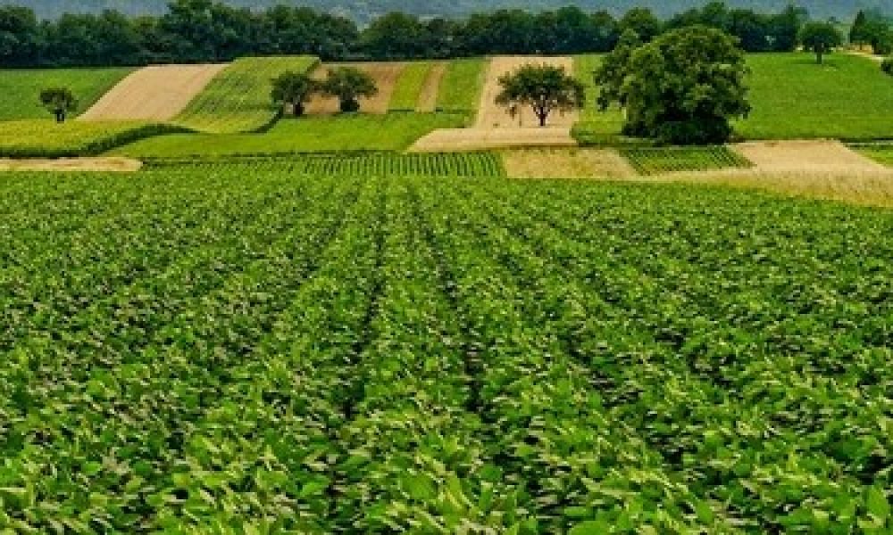 La météo conduit des agriculteurs vers une détresse psychologique