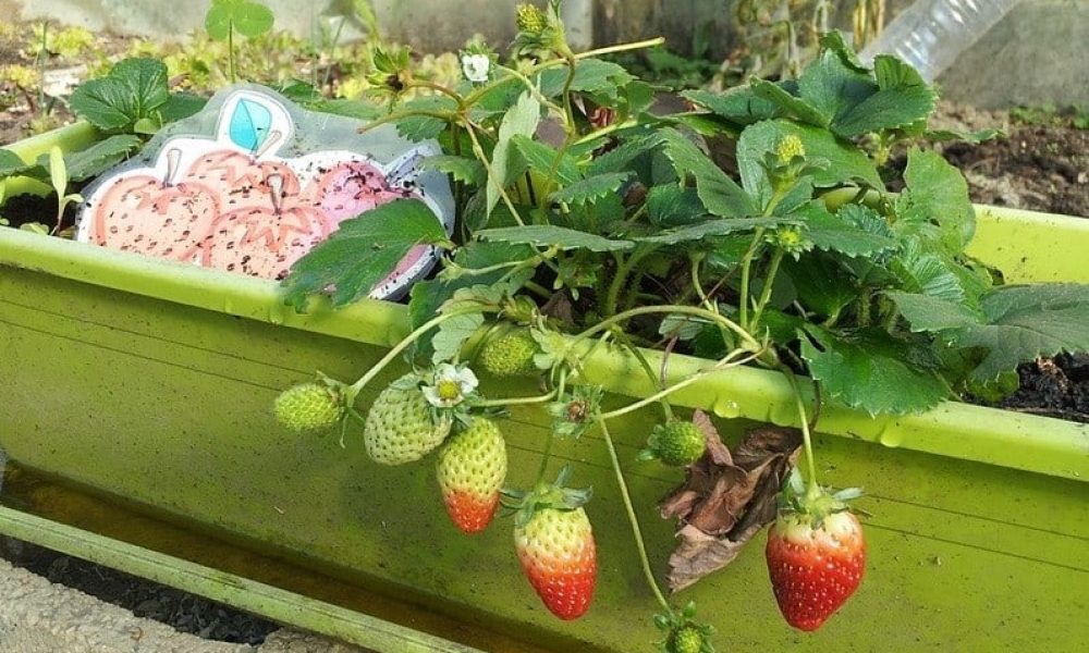 Longueuil injecte 110 000 $ en agriculture urbaine en 2024