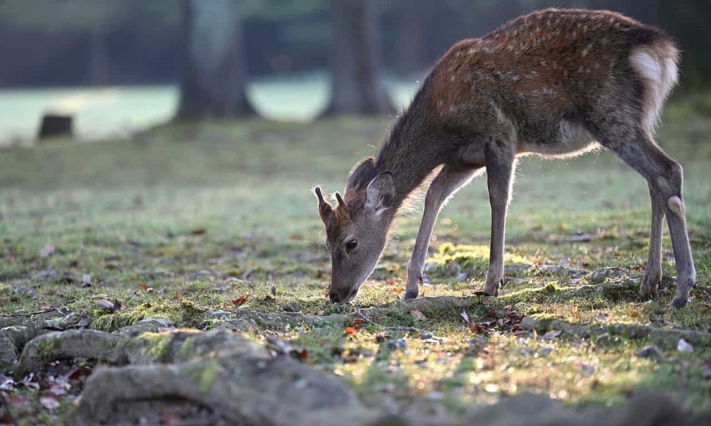 Le règlement a été mis en place en raison de la prolifération de l'espèce dans plusieurs milieux urbains. Photo: Pixabay