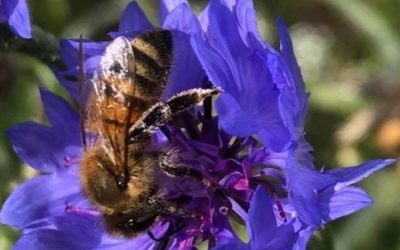 Appel à l’aide des apiculteurs pour sauver l’industrie