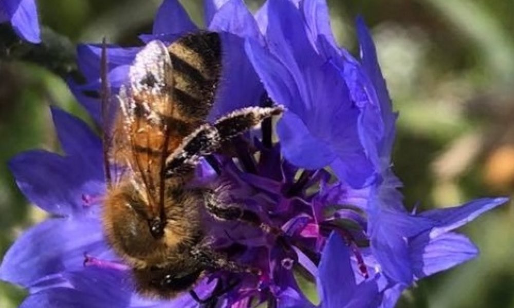 Appel à l’aide des apiculteurs pour sauver l’industrie