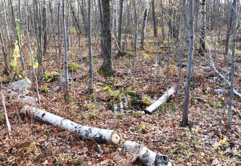 Longueuil va dépenser 188 000 $ pour replanter des arbres