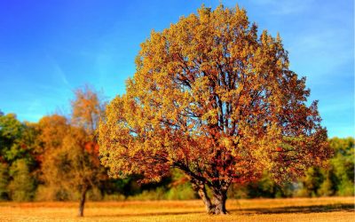 La Prairie se dote d’une politique de l’arbre