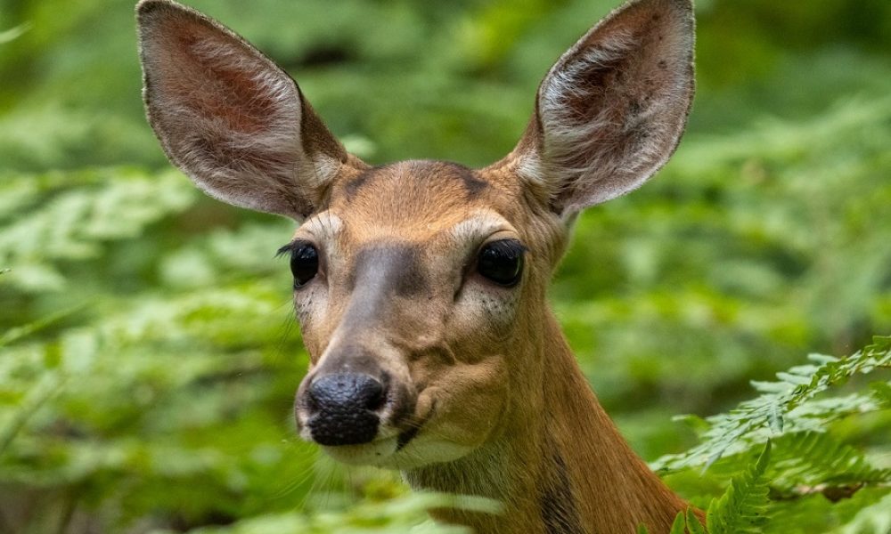 Nourrir les cerfs empêche les accidents, dit un citoyen
