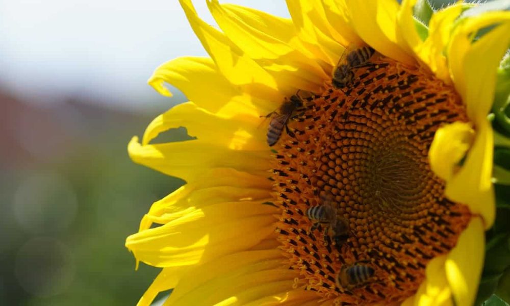 Les élus se donnent le mandat d’agir pour réduire les menaces à la biodiversité et partager ses bienfaits. Photo: Pixabay