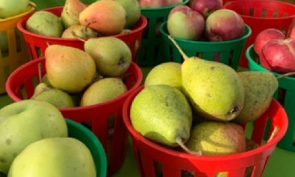 Une 4e édition pour le marché bio-local de Candiac