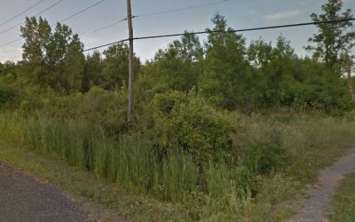 Un projet pour restaurer l’habitat de la rainette faux-grillon à Brossard