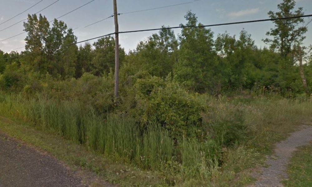 Un projet pour restaurer l’habitat de la rainette faux-grillon à Brossard