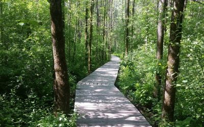 Nature-Action Québec va aménager un site récréatif au boisé Du-Tremblay