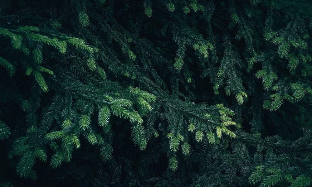 La MRC Marguerite-D’Youville va faire revaloriser les copeaux de cèdres 