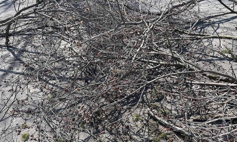 Blitz pour ramasser des branches à Saint-Lambert