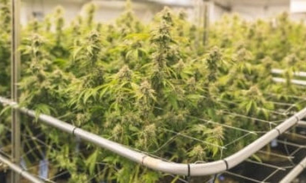 Une perquisition suivie d’une arrestation à Saint-Constant