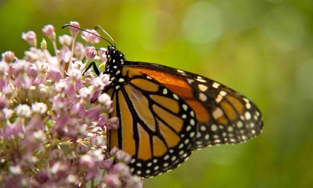 Source: Gracieuseté