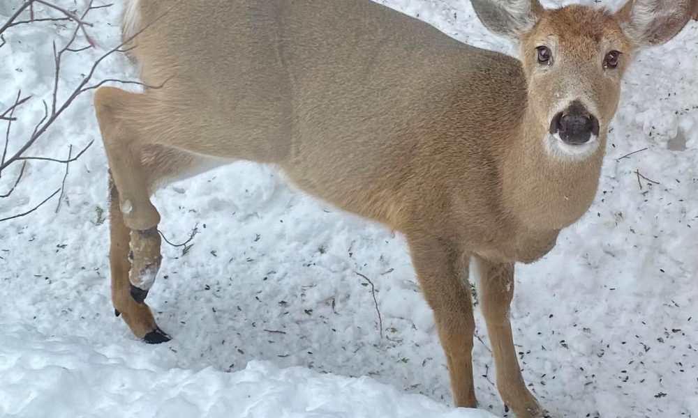 Longueuil devrait faire une gestion éthique des cerfs de Virginie