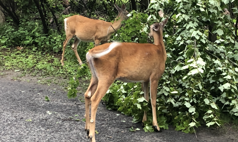 La SPCA de Montréal veut aller en appel de la décision de la Cour supérieure