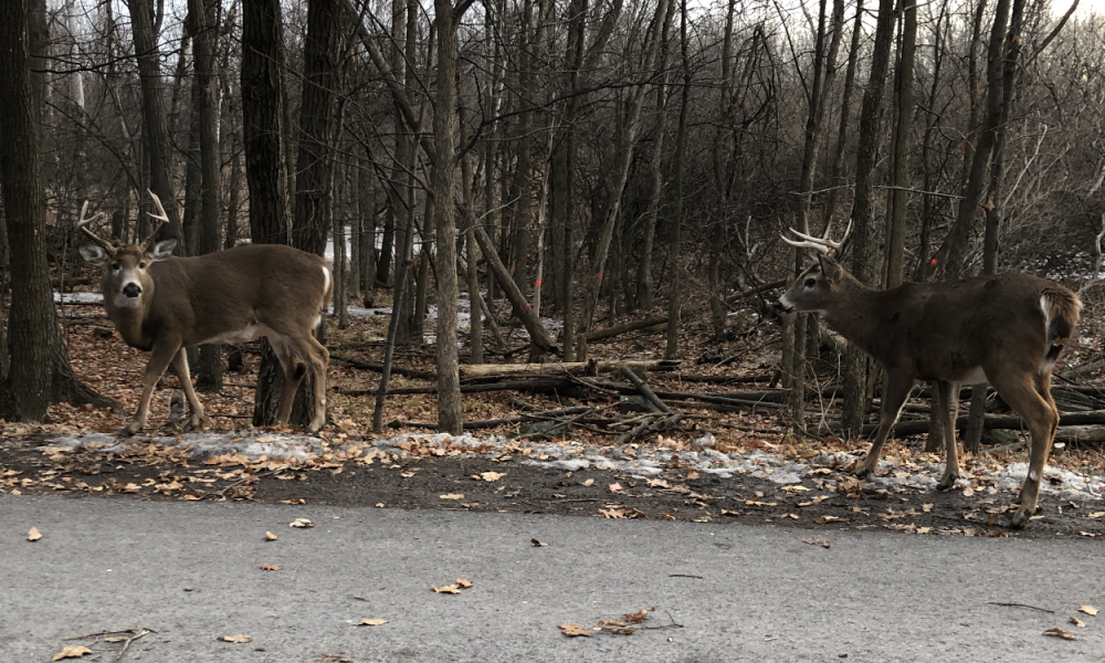 Surpopulation de cerfs aux Îles de Boucherville