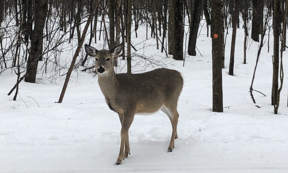 Saint-Bruno se dote d’un Comité de commerçants