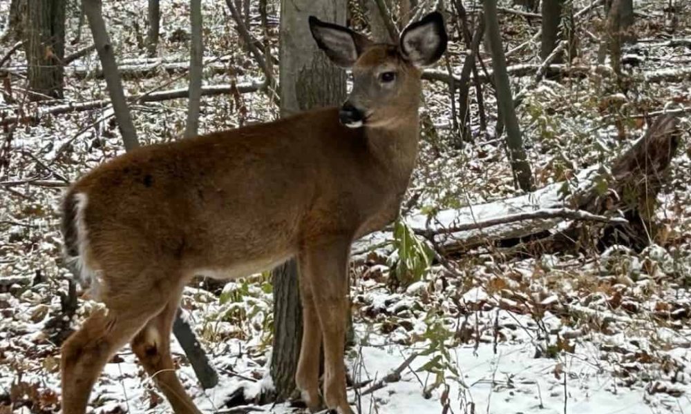 Des Longueuillois refusent la tuerie des cerfs