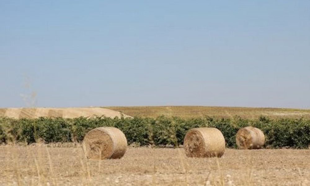 Le budget Freeland déçoit les producteurs agricoles
