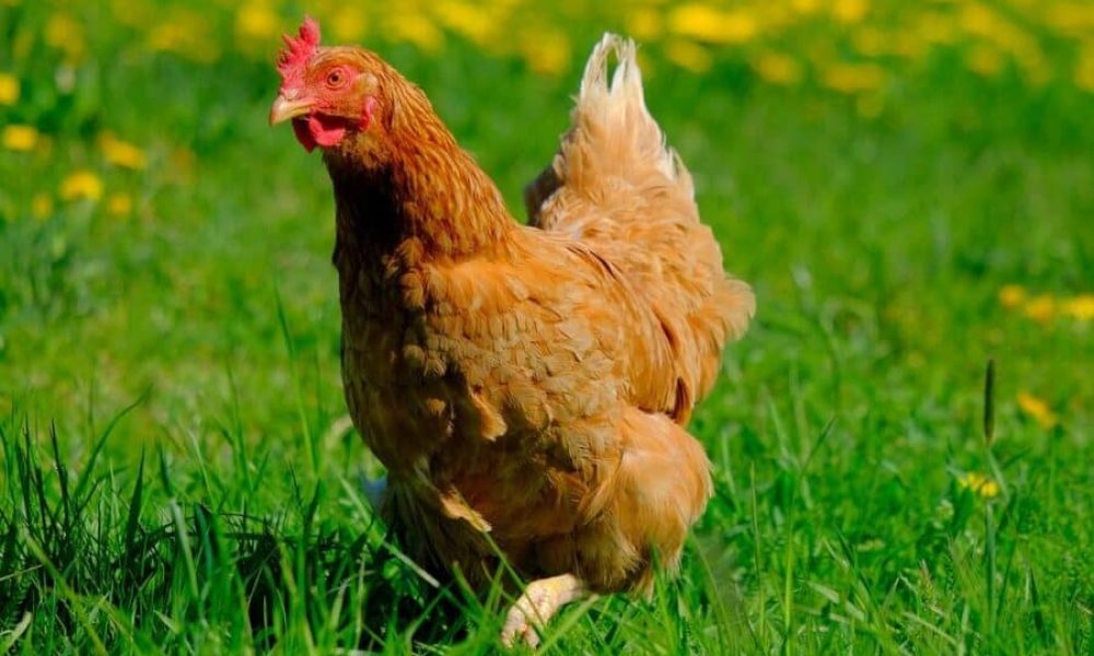 Poulaillers urbains à Longueuil : un terrain d’apprentissage pour les citoyens