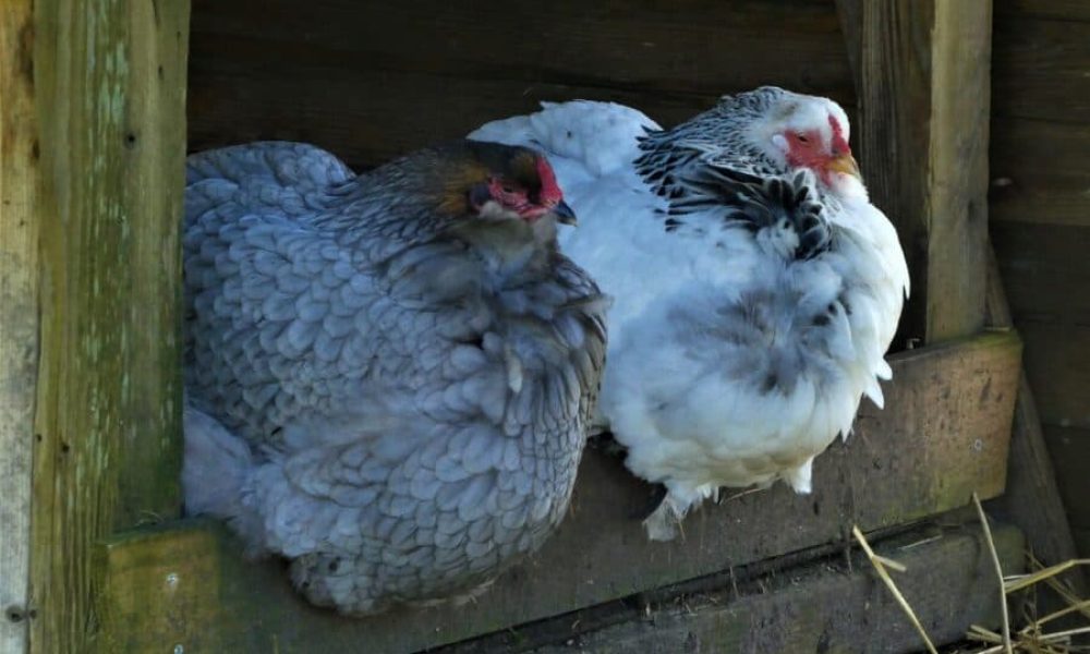Peu de plaintes chez les voisins de poulaillers urbains à Longueuil