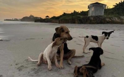 Article: Une Longueuilloise porte secours aux animaux abandonnés en pleine crise économique à Cuba 