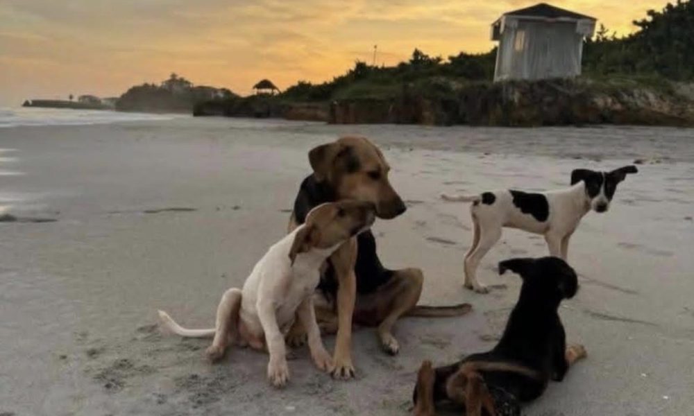 Photo: animo Cuba
