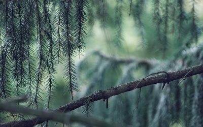Collecte de branches d’arbres à Saint-Lambert 