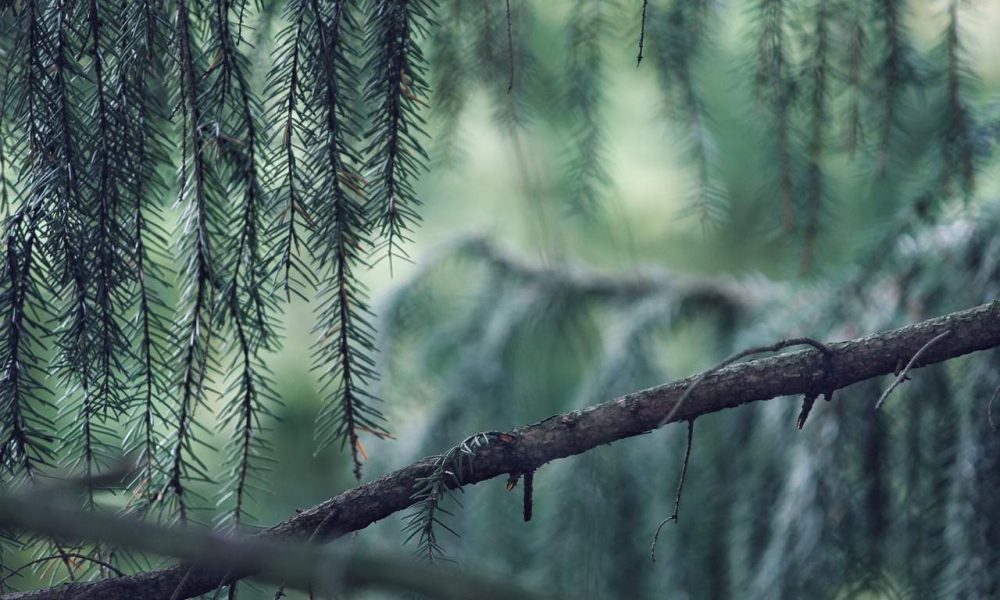 Collecte de branches d’arbres à Saint-Lambert 