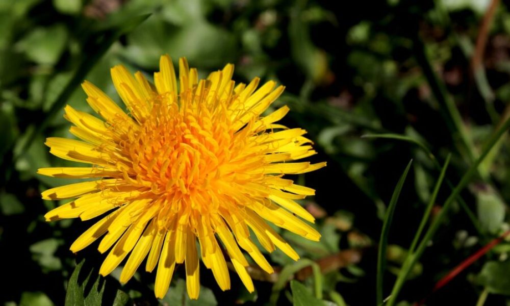 Longueuil pourrait participer au Défi Pissenlits l’an prochain