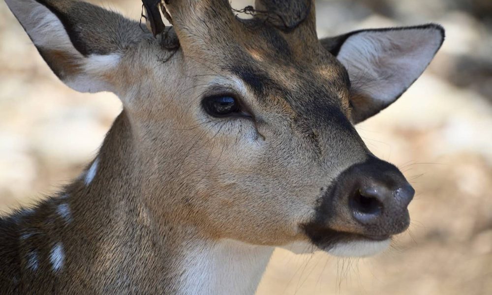 Un défenseur des cerfs à Longueuil se plaint du président du conseil 