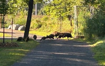 Longueuil a des dindons sauvages au parc Michel-Chartrand