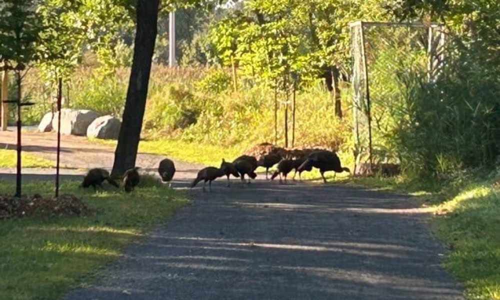 Longueuil a des dindons sauvages au parc Michel-Chartrand