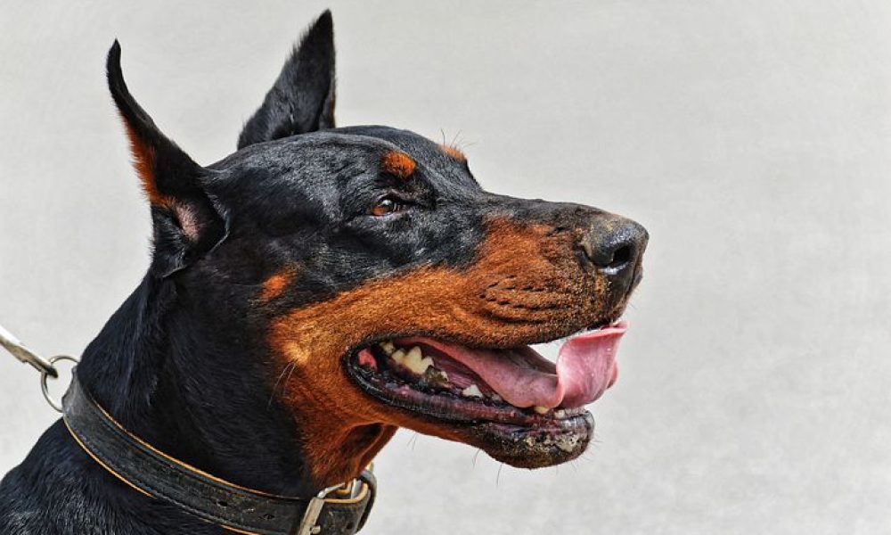 doberman