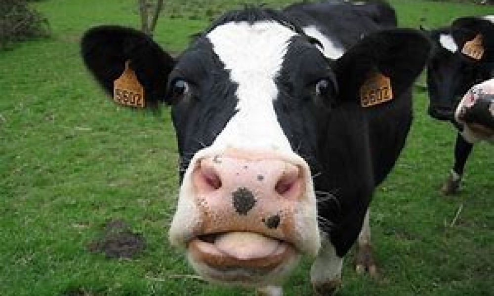face de vache