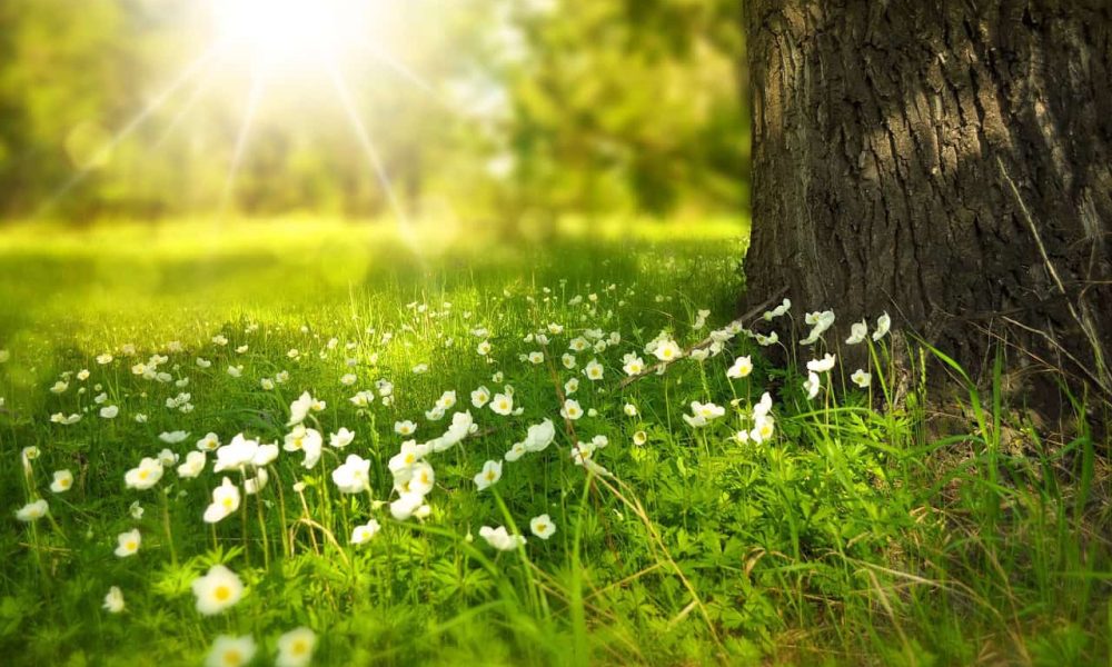 Les Belœillois pourront désormais pousser une herbe plus haute 