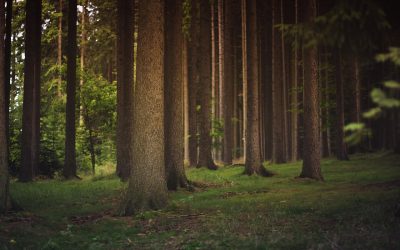 Un premier plan stratégique et d’intervention en foresterie urbaine à Brossard 