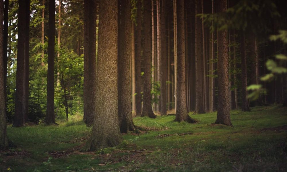 Un premier plan stratégique et d’intervention en foresterie urbaine à Brossard 