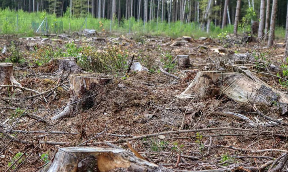 L’abattage d’arbres à St-Lambert, une solution de dernier recours 
