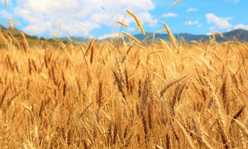 Les producteurs de grain sont préoccupés par le marché du carbone