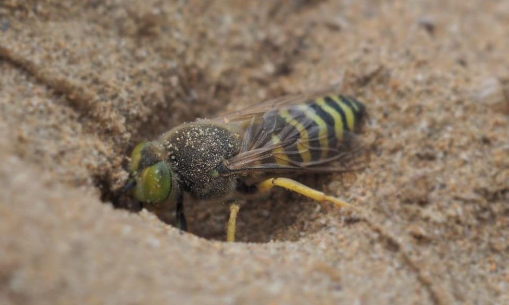 Un traitement contre les guêpes de sable au parc de la Voie Maritime