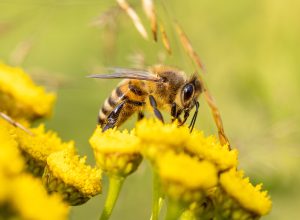 Les pissenlits sont une source importante de nourriture pour les abeilles. Photo: Pixabay
