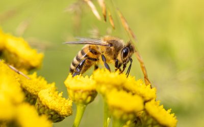 Les pissenlits sont une source importante de nourriture pour les abeilles. Photo: Pixabay