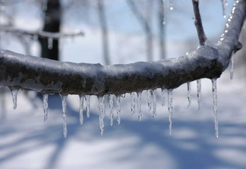 L’accumulation de glace pourrait casser des branches d'arbres et causer des pannes de courant. Photo: Pixabay