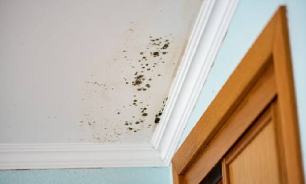 La Rive-Sud infestée par des logements insalubres